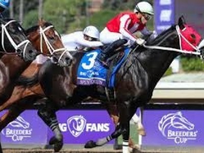 Preview: Breeders' Cup Mile 2020 (Horses, Race Info, Race vi ... Image 1